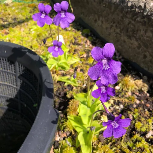 04 Pinguicula grandiflora