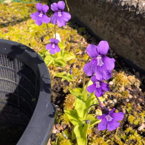 04 Pinguicula grandiflora