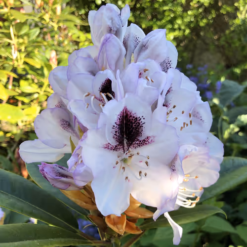 04 Rhododendron 'Sappho'