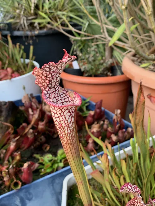 04. A Sarracenia leucophylla which had held its pitchers throughout winter