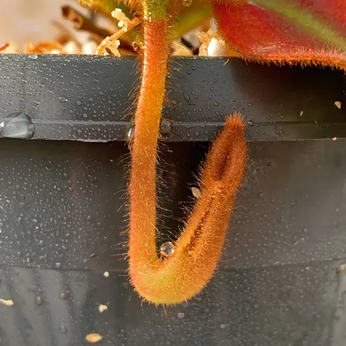 04. A developing pitcher on N. veitchii 'G Murud striped x candy striped' (CK)