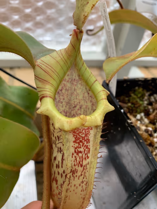 04. A mature Nepenthes veitchii x platychila