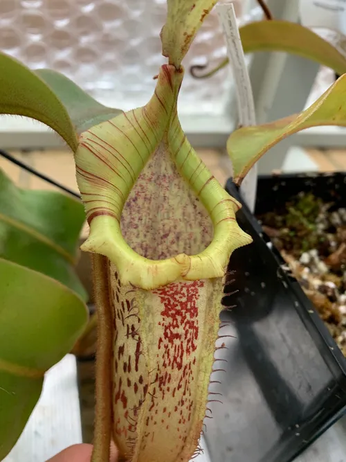 04. A mature Nepenthes veitchii x platychila