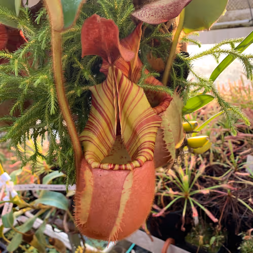 04. Christian explained that last year was very special, since he had both male and female candy striped N. veitchii in spike at the same time. Heres the male