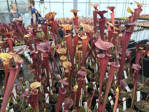 04. Dozens of the red varieties of S. flava