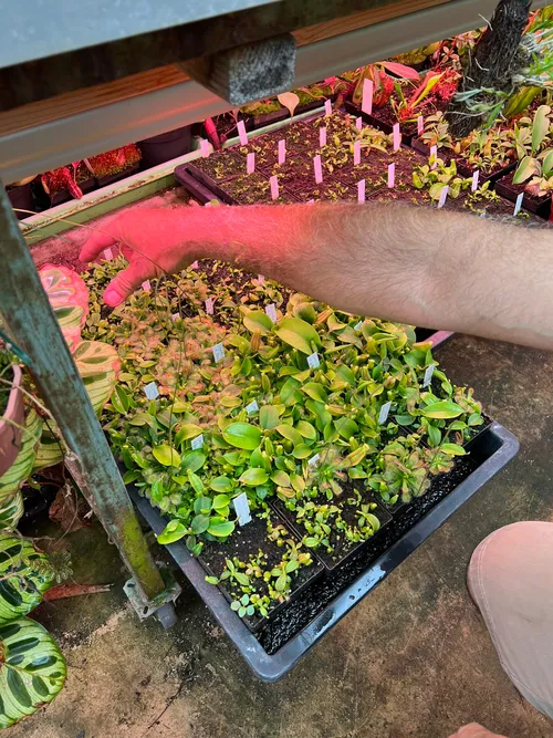 04. Even so, growth rates vary hugely, even within a grex - these are N. veitchii "striped" x "Yamada" and N. veitchii "Candy" x trusmadiensis