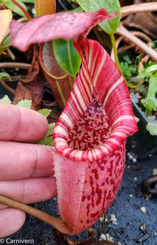 04. Nepenthes (eymae x veitchii) x burbidgeae