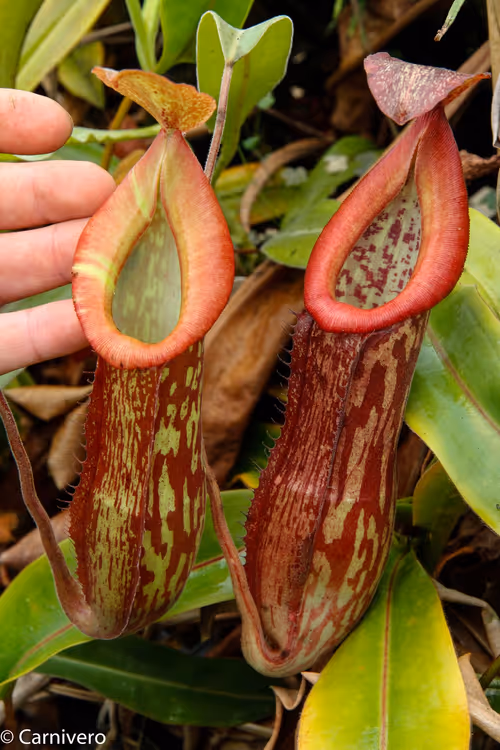 04. Nepenthes "Splendid Diana"