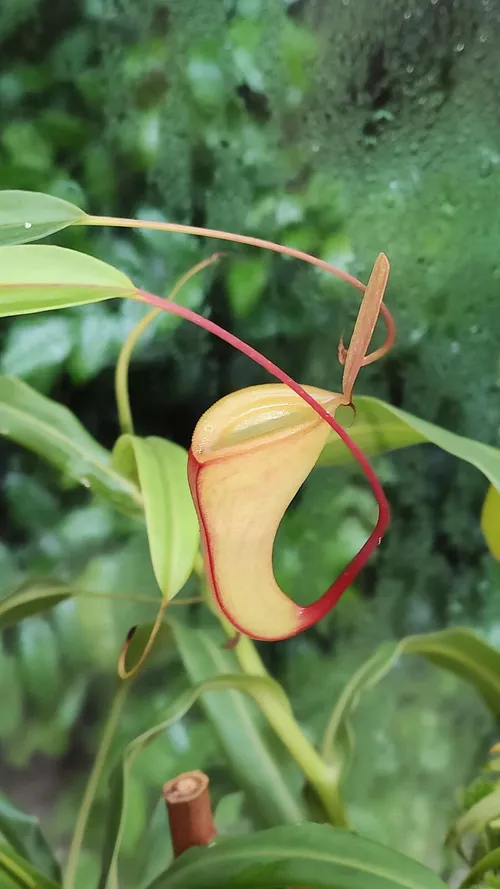 04. Nepenthes dubia from Talamau