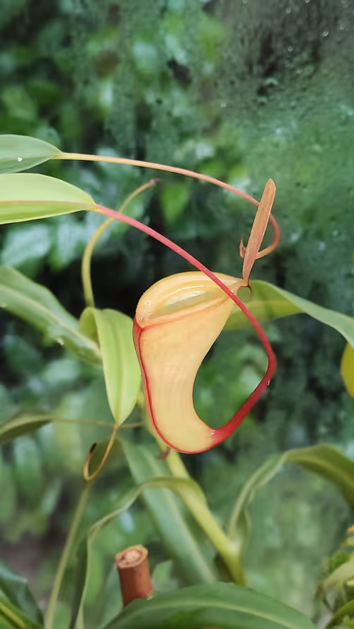 04. Nepenthes dubia from Talamau