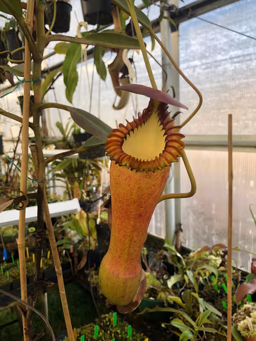 04. Nepenthes edwardsiana (female)