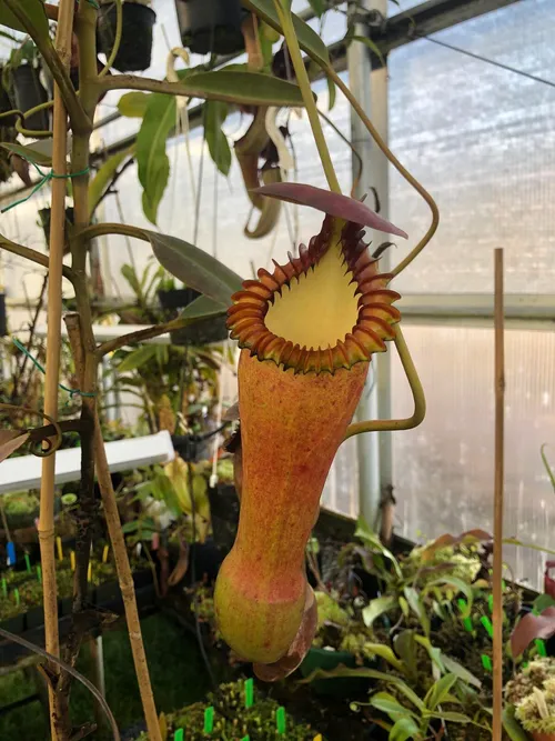 04. Nepenthes edwardsiana (female)