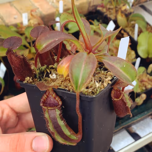 04. Nepenthes ephippiata 'Hose Mountains' (AW)