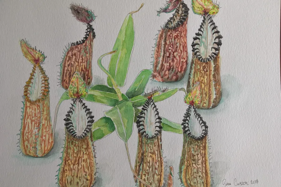 Conservation at Meadowview & botanic art, by Siru Curzon