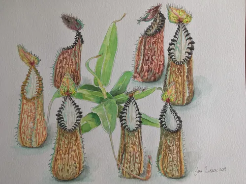 04. Nepenthes hamata watercolor by Siru Curzon (now sold)