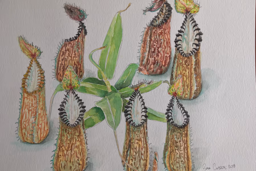 Conservation at Meadowview & botanic art, by Siru Curzon