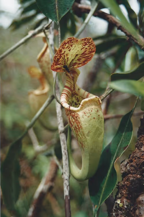 04. Nepenthes rafflesiana