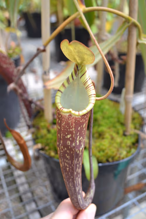 04. Nepenthes spectabilis (Sinabung)