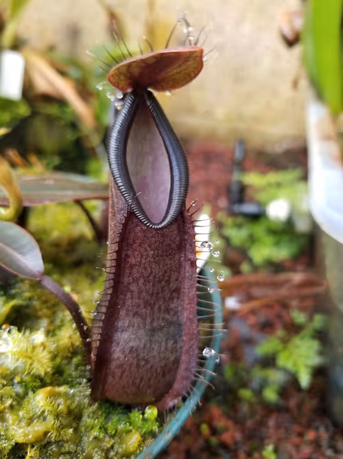 04. Nepenthes tentaculata