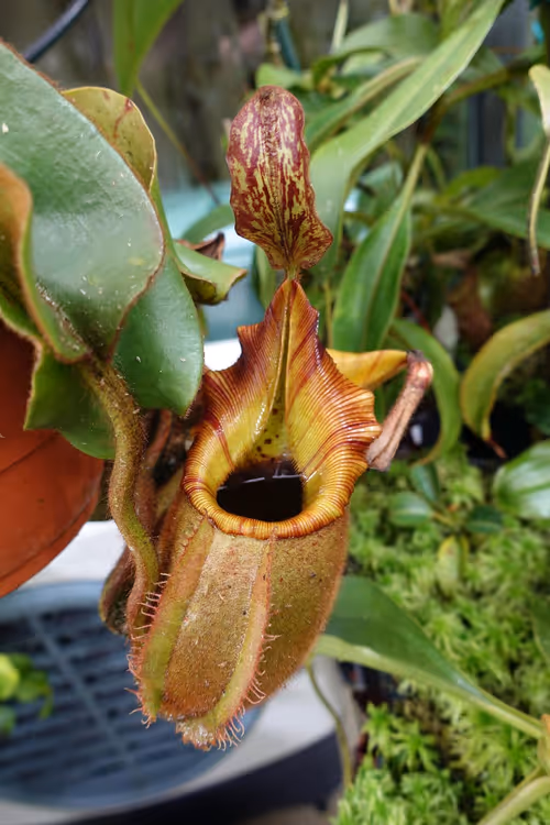 04. Nepenthes veitchii