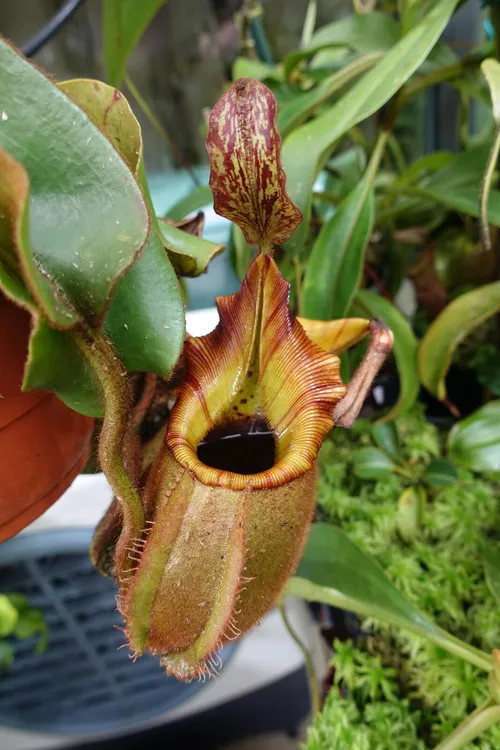 04. Nepenthes veitchii