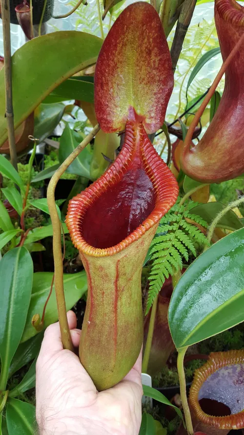 04. Nepenthes x trusmadiensis