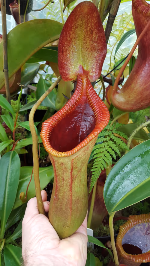 04. Nepenthes x trusmadiensis