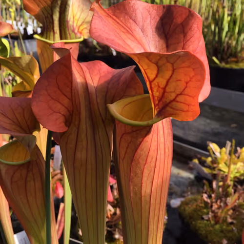 04. Sarracenia Johnny Marr, a selected form of Sarracenia x catesbaei