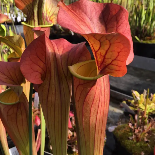 04. Sarracenia Johnny Marr, a selected form of Sarracenia x catesbaei