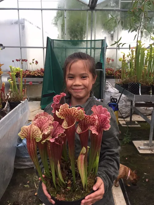 04. Sarracenia cv Daisy Soper with its namesake