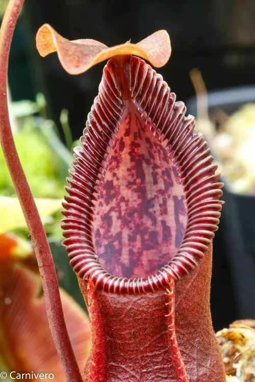 04. The cultivar of Nepenthes singalana x hamata called "Metallic Shine".