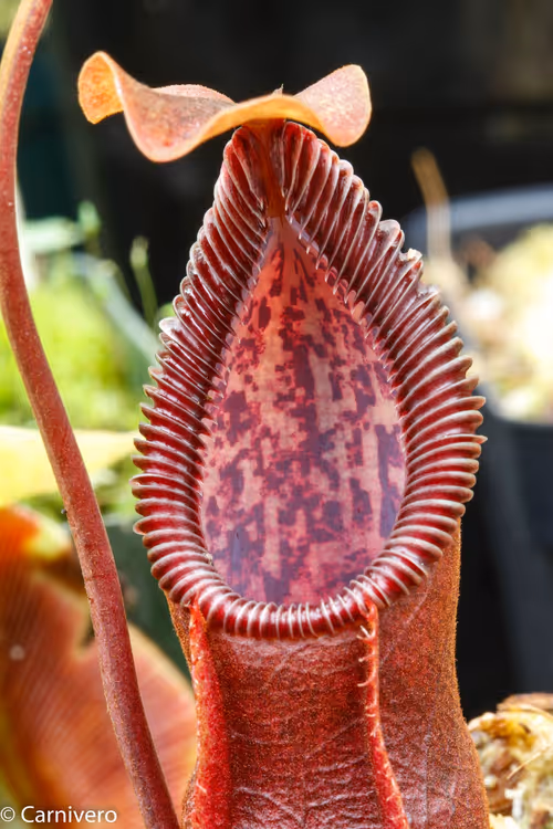 04. The cultivar of Nepenthes singalana x hamata called "Metallic Shine"