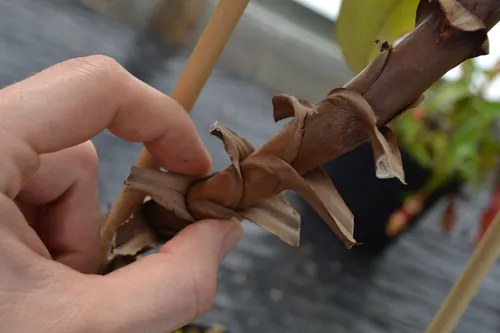 04. The huge N. bicalcarata had one of the thickest, woodiest stems I think I've ever seen