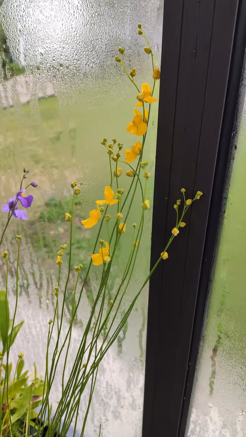 04. Utricularia praelonga in flower