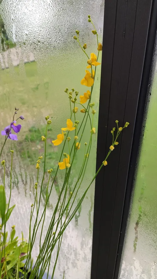 04. Utricularia praelonga in flower