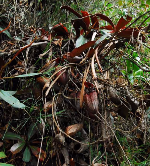 04. "Red Phantom" showing red leaf undersides