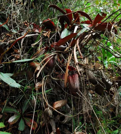 04. "Red Phantom" showing red leaf undersides