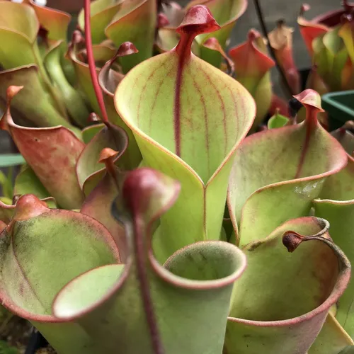 05 Heliamphora minor x heterodoxa