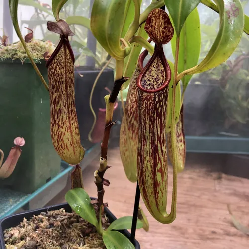 05 Nepenthes copelandii BE