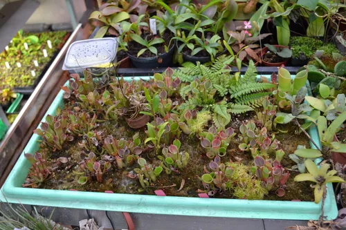 05. A tray of young Heliamphora growing side-by-side with Nepenthes.