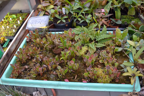 05. A tray of young Heliamphora growing side-by-side with Nepenthes