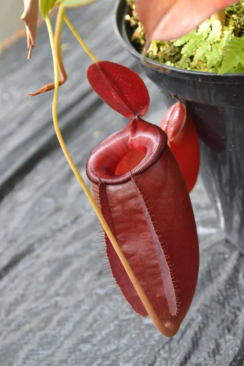 05. At first I thought this was a huge N. 'Bloody Mary', the Borneo Exotics cross between N. ampullaria and N. ventricosa, but it was actually N. ampullaria x sibuyanensis, which explains the size!