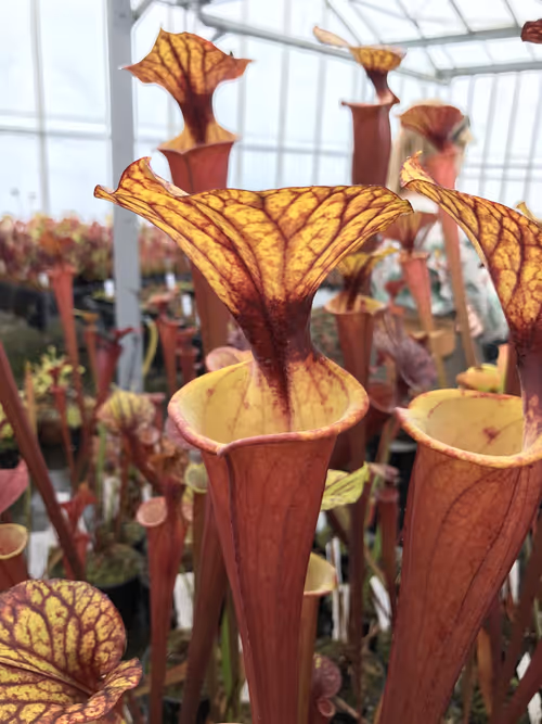 05. I've always loved the contrast between the reds and yellows of Sarracenia flava var rubricorpora