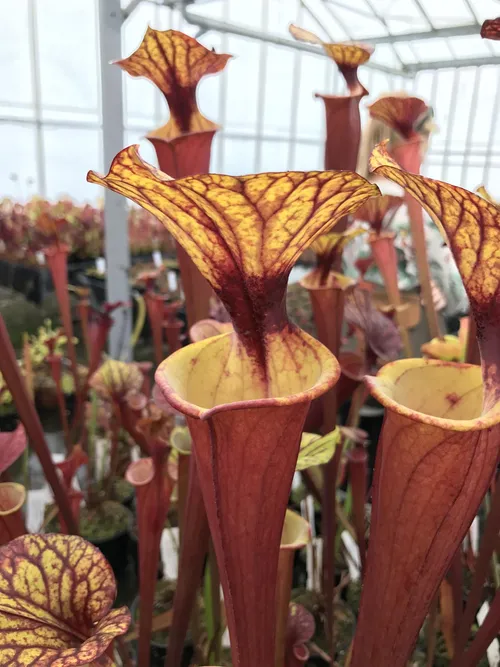 05. I"ve always loved the contrast between the reds and yellows of Sarracenia flava var rubricorpora