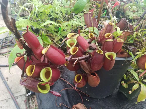 05. Nepenthes ampullaria.