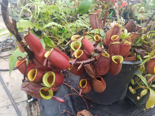 05. Nepenthes ampullaria