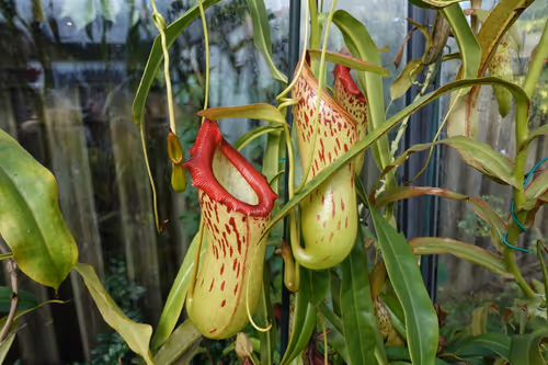05. Nepenthes burkei