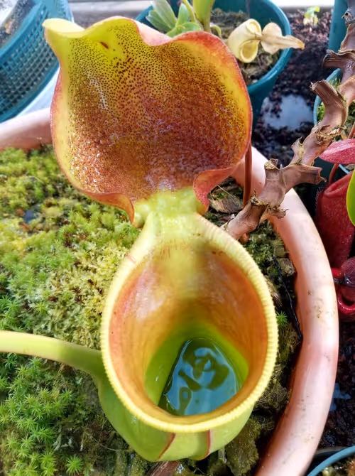 05. Nepenthes ephippiata
