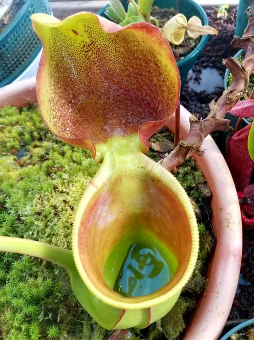 05. Nepenthes ephippiata