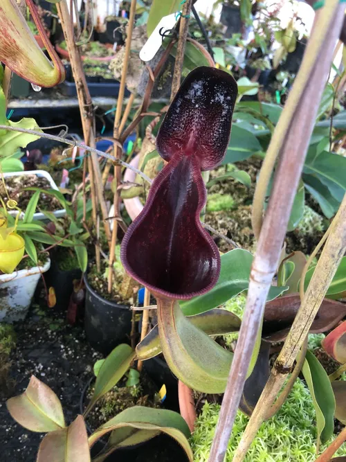 05. Nepenthes lowii